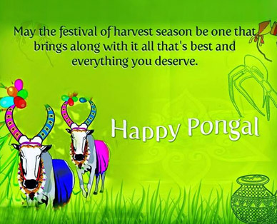 pongal festival greeting