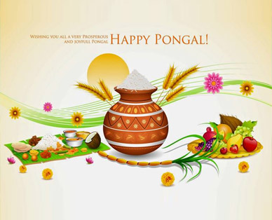 pongal festival picture
